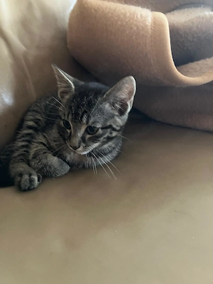 Kitten Katzenbaby Kätzchen 