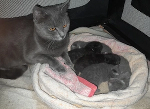 Katerchen 12 Wochen alt 