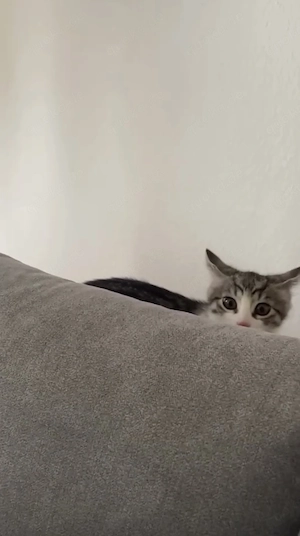 Kitten männlich 10 Wochen 