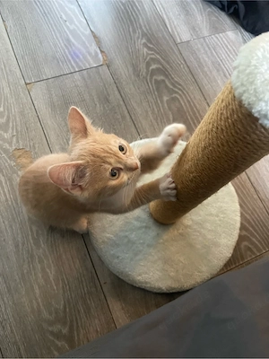 Europäische Kurzhaar Kitten