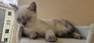 BKH Kitten Lilac-Point Kater  Gambit    verschmuster, reinlicher WohnungskaterBeschreibung: