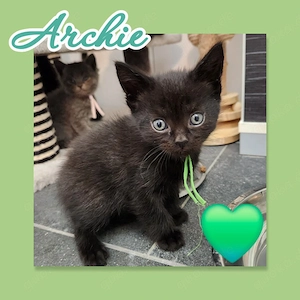 Reinrassige Bkh Kitten dürfen reserviert werden 