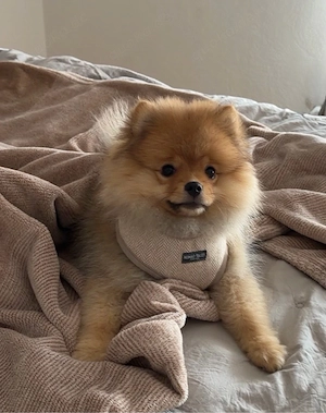 Abgabebereit - Pomeranian Zwergspitz welpe