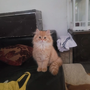 Wunderschöne Perserkatze Golen Dust