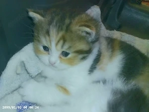 Susses Perserbaby und eine Exotic-Shorthair mit ausgeprägter Nase suchen Schmuseplatz