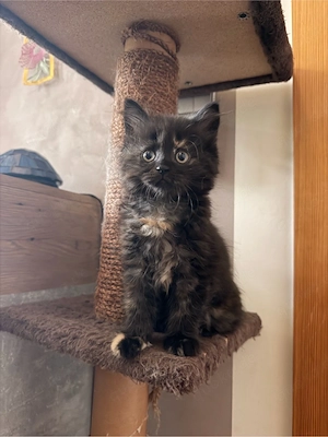 maincoon BKH mix suchen ein für immer zuhause