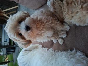 Maltipoo welpen weich wie Tady Bär. 