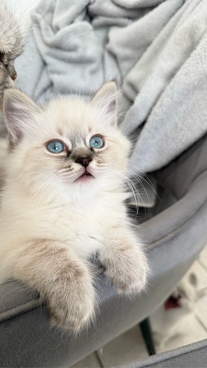 Heilige Birma, Babykatze, Kitten, Katzenbaby, Perser, BLH, Britisch Langhaarige