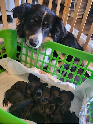 bordercollie-schäferhund welpen 