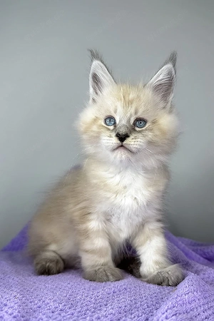 Ein süßes, 3 Monate Dream Catcher Maine-Coon-Kätzchen sucht ein liebevolles Zuhause für immer.   