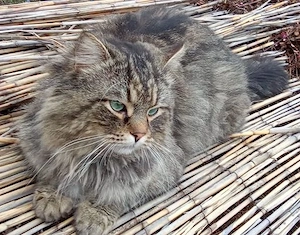 BLH Mix Kater 2 Jahre Freigänger 
