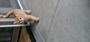Bkh kater sucht Zuhause