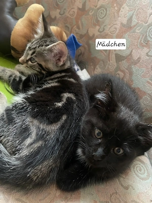 Mainecoon-British Kurzhaar Mix