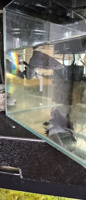 Axolotl Pärchen
