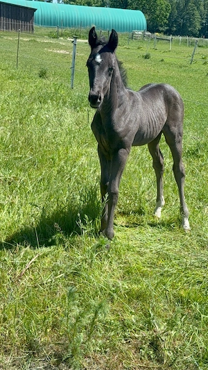 elegantes Rapp- Hengstfohlen 5.2026