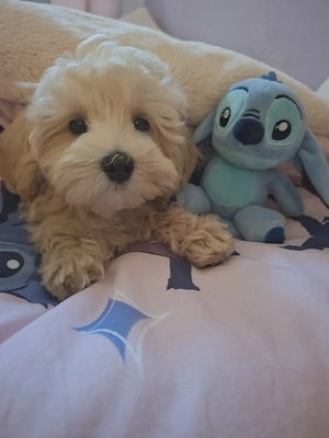 Maltipoo welpen weich wie Tady Bär. 