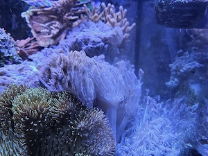 Korallen Heteroxenia