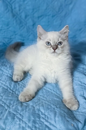 Ein süßes, 3 Monate douglas Maine-Coon-Kätzchen sucht ein liebevolles Zuhause für immer.   