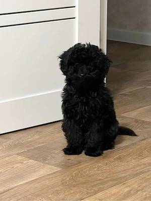 Süße schwarze Maltipoo-Hündin   Gesund, verspielt & sucht ein liebevolles Zuhause     