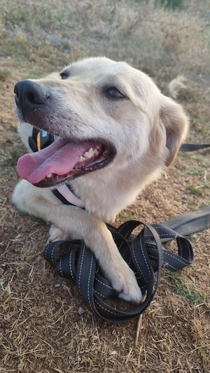Sanfte Ayla wartet in Mangalia Bild 4