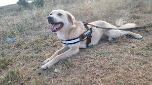 Sanfte Ayla wartet in Mangalia