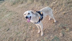 Sanfte Ayla wartet in Mangalia Bild 2