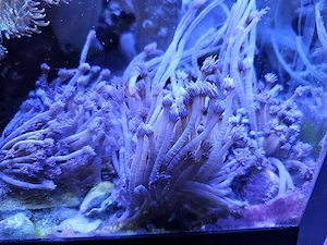 Goniopora blau