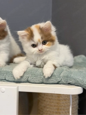 BLH Kitten mit Stammbaum 