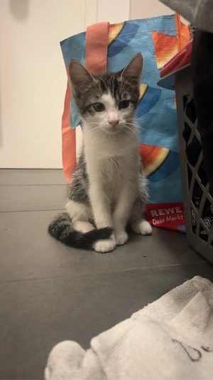 Hübsche Katze