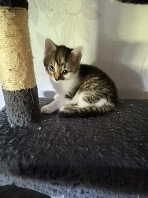 Süsse Kitten suche ein liebevolles Zuhause.