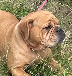 Continental Bulldogge Hündin