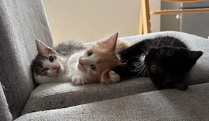 3 Kitten zum Verkauf 