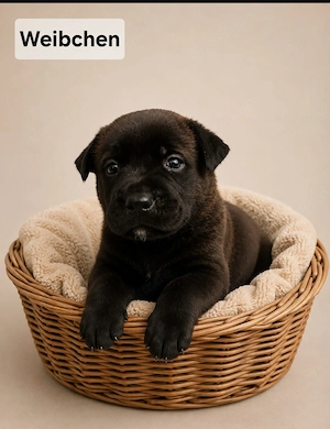 !!! Hunde Welpen !!!