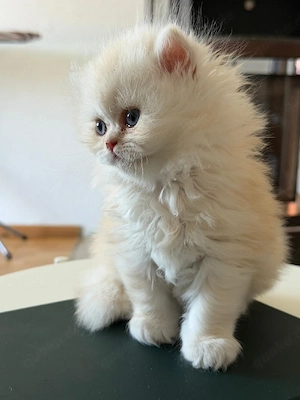 katzenbaby