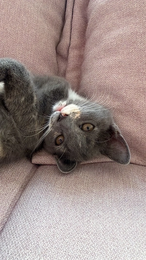 Katze sucht dringend Zuhause für immer !