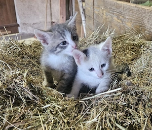 Kitten, Katze, Kätzchen 
