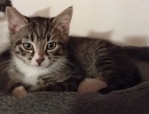 Maine Coon Mischlingskätzchen