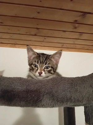 Maine Coon Mischlingskätzchen