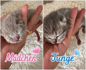 BKH Kitten Britisch Kurzhaar  