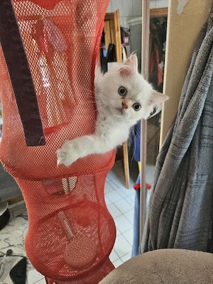 3 reinrassige Perserkitten 