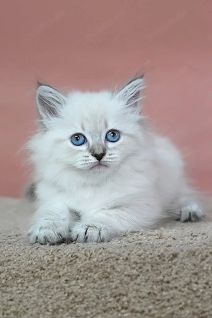 Ein süßes, 3 Monate Galateya Maine-Coon-Kätzchen sucht ein liebevolles Zuhause für immer.   