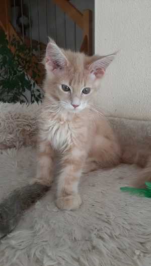 Maine Coon kitten Reinrassig 