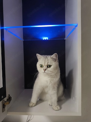 Reinrassige Britisch Kurzhaar (BKH) Katze sucht einen erfahrenen Deckkater     