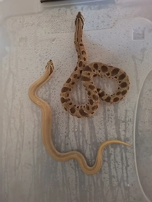 1.0 Heterodon nasicus abzugeben 