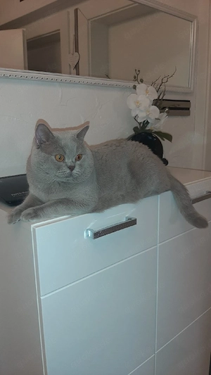 BKH Deckkater Farbe Lilac.