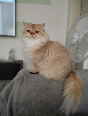 Blh  Bkh Katze 