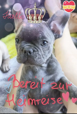 Französische Bulldogge Mädchen