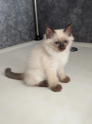 Ragdoll Kätzchen 