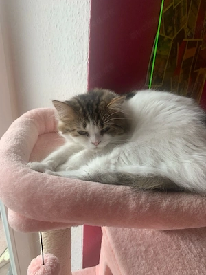 perser katze josi 