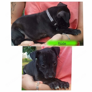 Patterull-Terrier